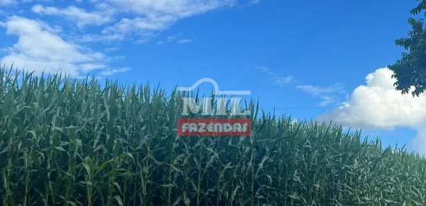 Fazenda/Sítio à venda, 500m² no , Silvânia