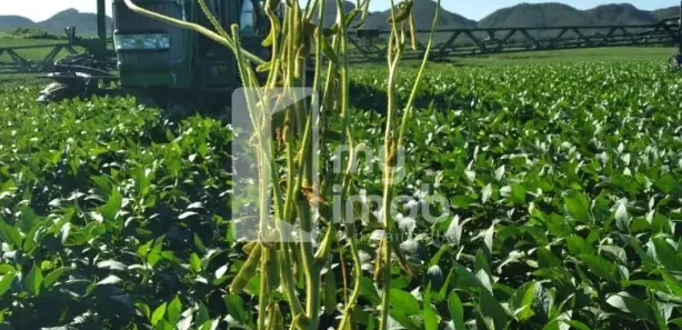 Fazenda/Sítio com 3 Quartos à venda, 190m² no , Niquelândia