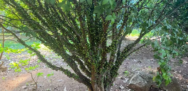 Fazenda/Sítio à venda, 150m² no , Silvânia