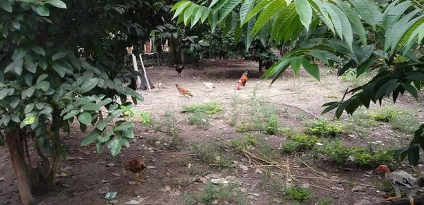 Fazenda/Sítio à venda, 800m² no Tranqueira, Altos