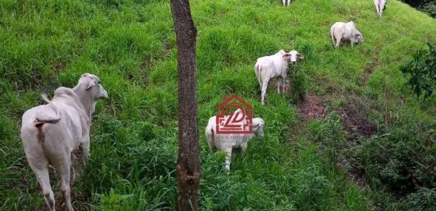 Fazenda/Sítio com 5 Quartos à venda, 340m² no Sana, Macaé