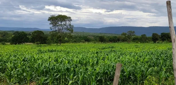 Fazenda/Sítio à venda no , Buritis