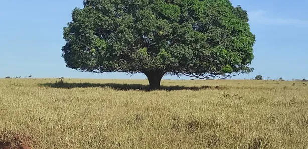 Lote/Terreno à venda, 20000m² no Campinho, Lagoa Santa
