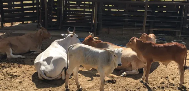 Fazenda/Sítio com 2 Quartos à venda, 108000m² no , Buritis