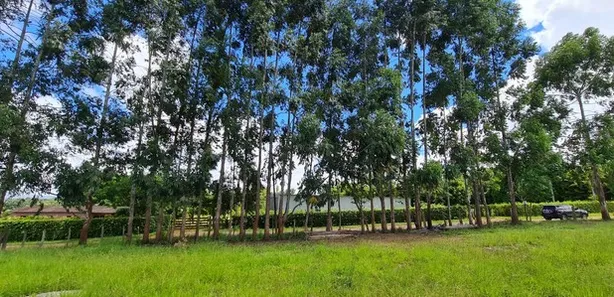 Fazenda/Sítio com 1 Quarto à venda, 20000m² no Brazlândia, Brasília