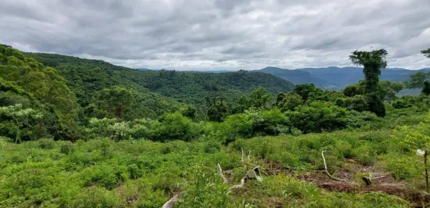 Lote/Terreno à venda, 25000m² no Scheiblin, Linha Nova