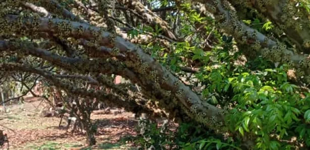 Fazenda/Sítio com 3 Quartos à venda, 50000m² no Brazlândia, Brasília