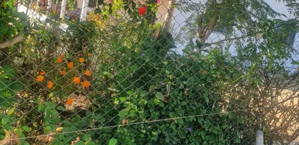 Fazenda/Sítio com 3 Quartos à venda, 9m² no , Goiás