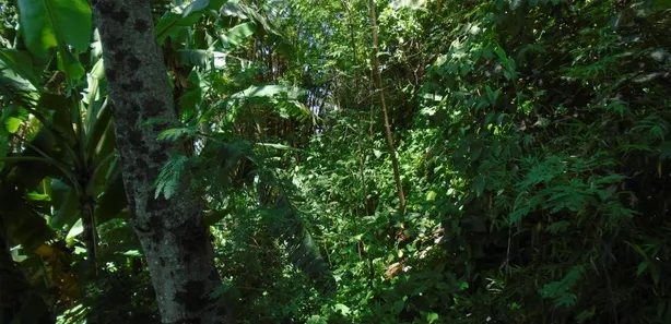 Lote/Terreno à venda, 604m² no Jardim Botânico, Rio de Janeiro