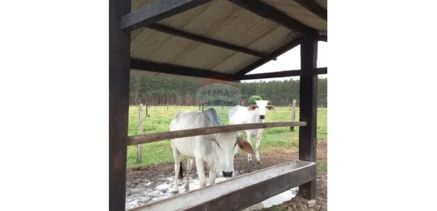 Fazenda/Sítio com 1 Quarto à venda, 138m² no Centro, Mucuri