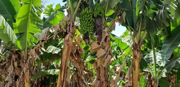 Fazenda/Sítio com 3 Quartos à venda, 150m² no , Gameleira de Goiás