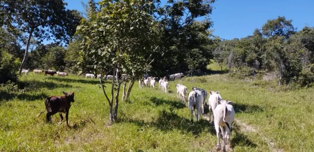 Fazenda/Sítio à venda, 338800m² no , Goiás