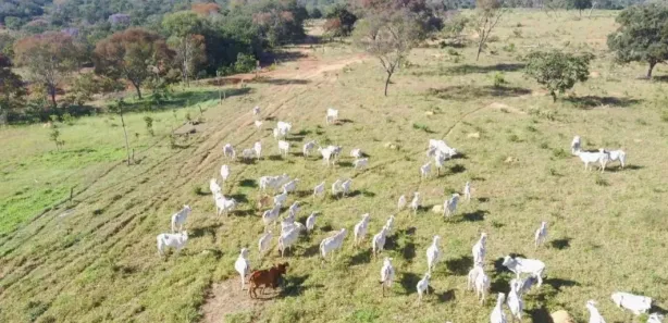 Fazenda/Sítio com 3 Quartos à venda, 162500m² no , Buritis