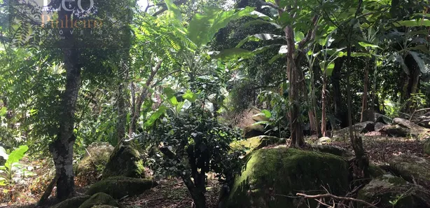 Fazenda/Sítio com 3 Quartos à venda, 7270m² no Área Rural de Macaé, Macaé