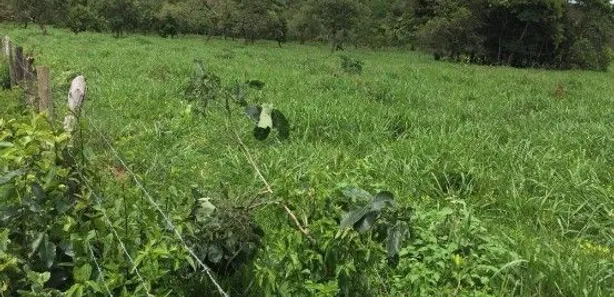 Fazenda/Sítio à venda, 3680000m² no , Cabeceira Grande