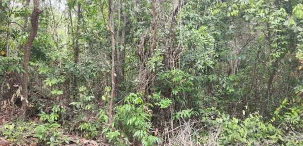 Fazenda/Sítio à venda, 2000m² no , Itaberaí