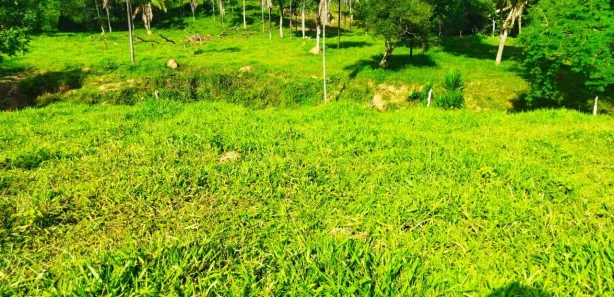 Fazenda/Sítio com 2 Quartos à venda, 210000m² no Padre Bernardo, Padre Bernardo