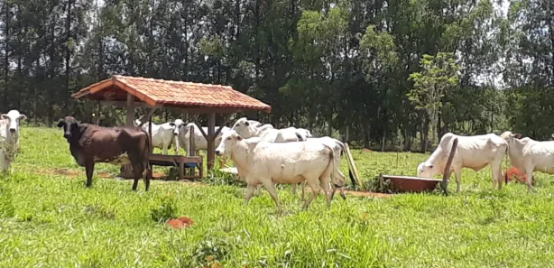 Lote/Terreno à venda, 20000m² no , Araçaí