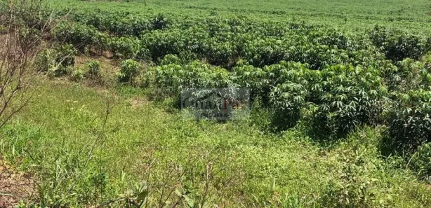Fazenda/Sítio à venda, 6320000m² no Centro, Echaporã
