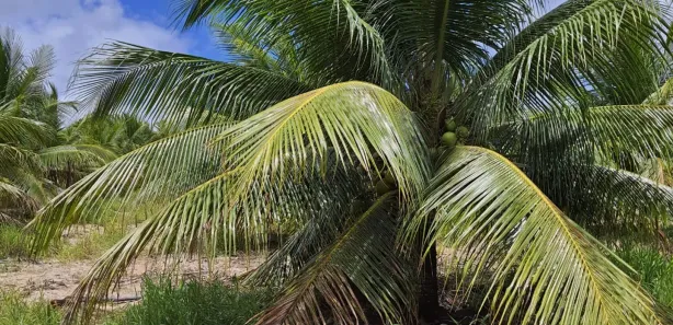 Fazenda/Sítio com 3 Quartos para alugar, 380000m² no , São José de Mipibu