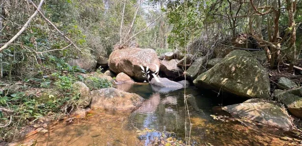 Fazenda/Sítio com 2 Quartos à venda, 20013m² no Pedro do Rio, Petrópolis