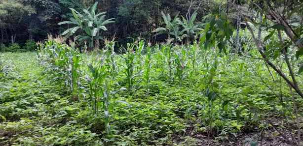 Fazenda/Sítio com 2 Quartos à venda, 150000m² no Área Rural de Brazlândia, Brasília