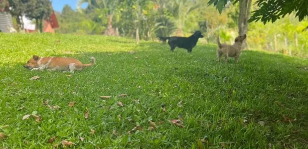 Fazenda/Sítio com 3 Quartos à venda, 160m² no Área Rural de Farroupilha, Farroupilha