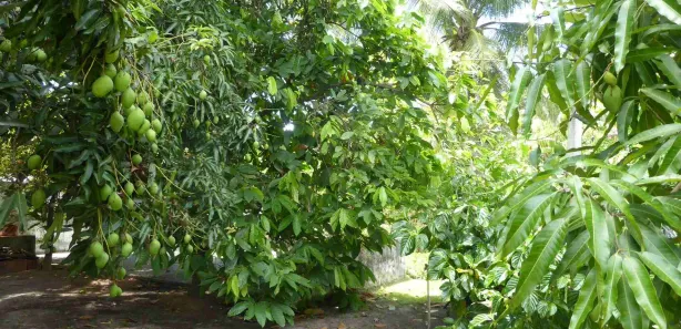 Fazenda/Sítio com 6 Quartos para alugar, 485m² no Monte Gordo (Monte Gordo), Camaçari