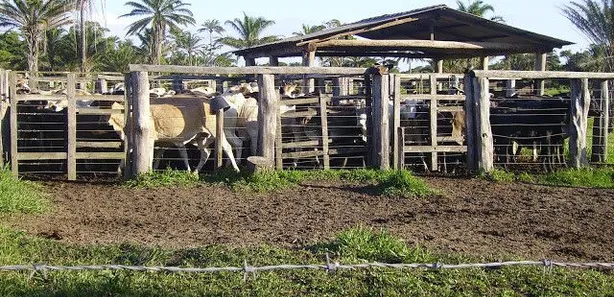 Fazenda/Sítio com 1 Quarto à venda, 1m² no Caravelas, Caravelas