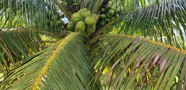 Fazenda/Sítio com 3 Quartos para venda ou aluguel, 380000m² no , São José de Mipibu