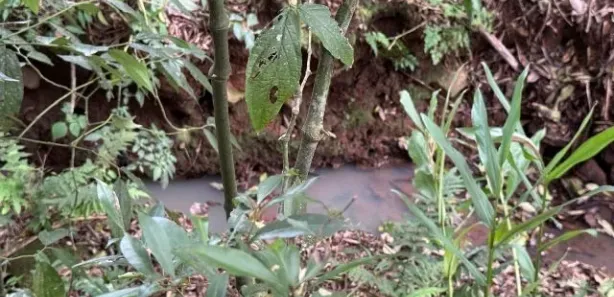 Fazenda/Sítio com 1 Quarto à venda, 5000m² no , Caraá