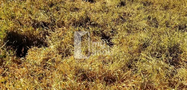 Fazenda/Sítio com 3 Quartos à venda, 484000m² no , Leopoldo de Bulhões
