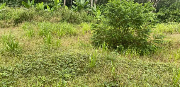 Lote/Terreno à venda, 96680m² no Tarumã, Manaus
