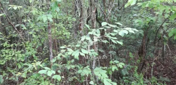Lote/Terreno à venda, 2920000m² no Centro, Campo Maior