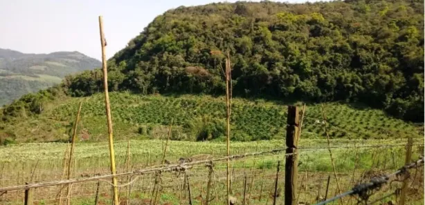 Lote/Terreno à venda, 120000m² no Forqueta Baixa, Vale Real