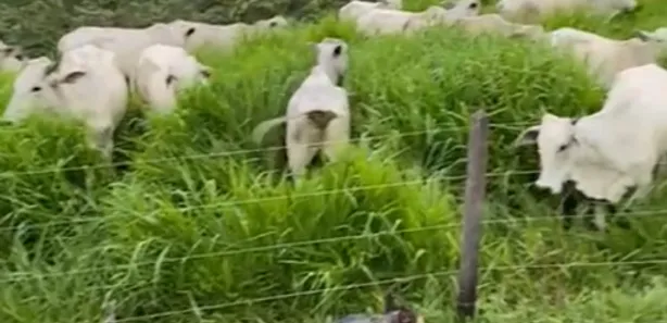 Fazenda/Sítio à venda no Planaltina, Brasília