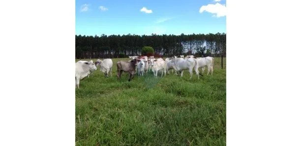 Fazenda/Sítio com 1 Quarto à venda, 138m² no Centro, Mucuri