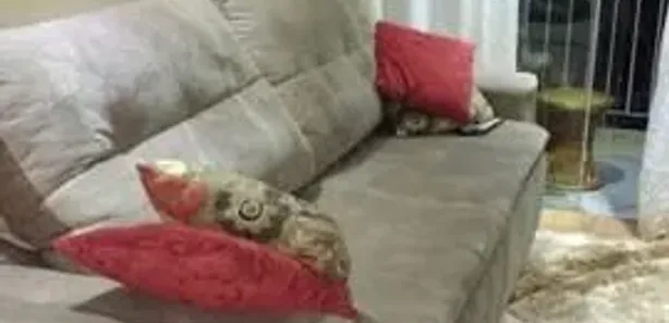 Apartamento com 3 Quartos à venda, 76m² no Jardim dos Estados, Taubaté