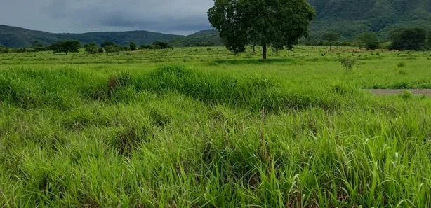 Fazenda/Sítio à venda no , Buritis