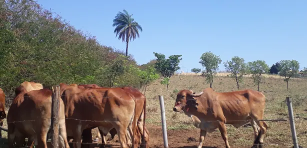 Lote/Terreno à venda, 20000m² no , Araçaí