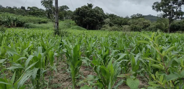 Lote/Terreno à venda, 20000m² no , Fortuna de Minas
