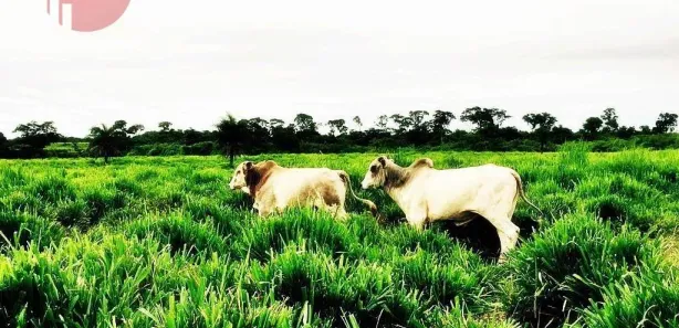 Fazenda/Sítio com 2 Quartos à venda, 15800000m² no Setor Central, Pedro Afonso