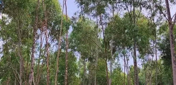 Fazenda/Sítio com 1 Quarto à venda, 30m² no Área Rural de Pratânia, Pratânia