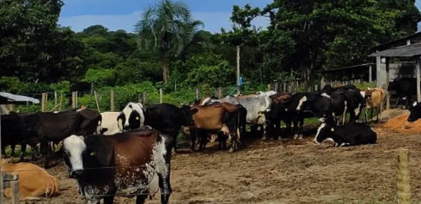 Fazenda/Sítio à venda no , Buritis