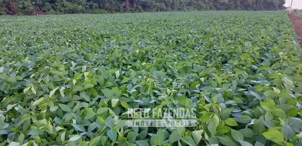 Fazenda/Sítio à venda, 208370000m² no , Urbano Santos