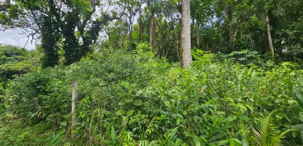 Lote/Terreno à venda, 2400m² no Antonina, Antonina