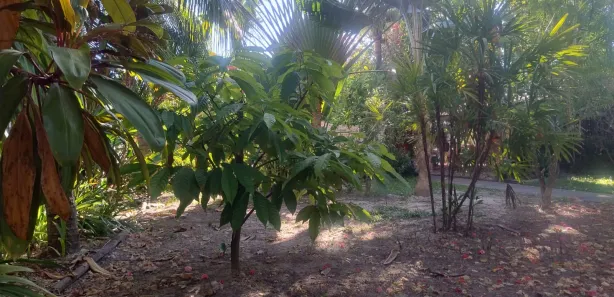 Casa de Condomínio com 3 Quartos à venda, 250m² no , Vera Cruz