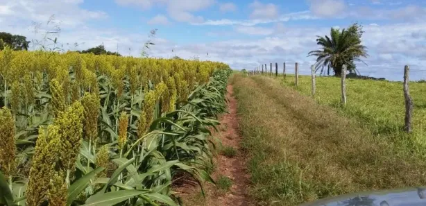 Fazenda/Sítio à venda, 5008300m² no Centro, Leopoldo de Bulhões