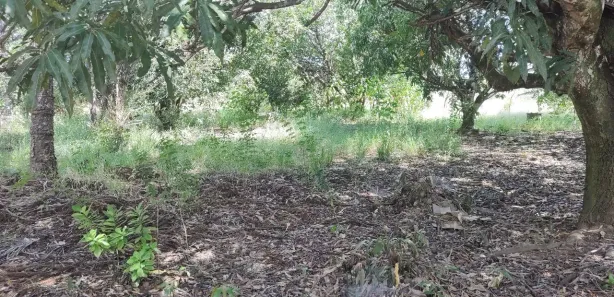 Fazenda/Sítio com 7 Quartos à venda, 40000m² no Núcleo Rural Lago Oeste, Brasília