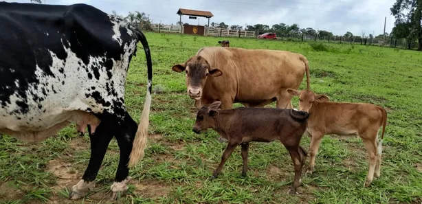 Fazenda/Sítio com 4 Quartos à venda, 280000m² no Setor Norte, Brasília